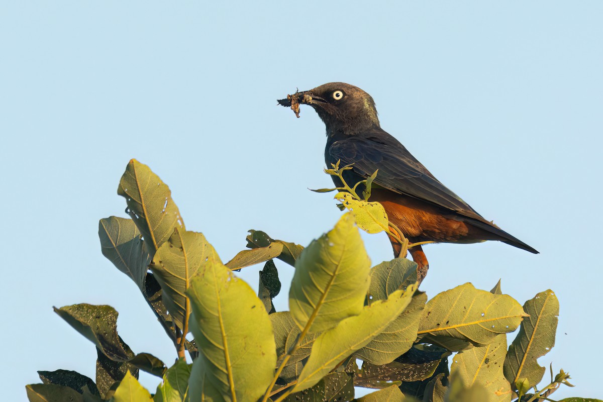 Choucador à ventre roux - ML646290270