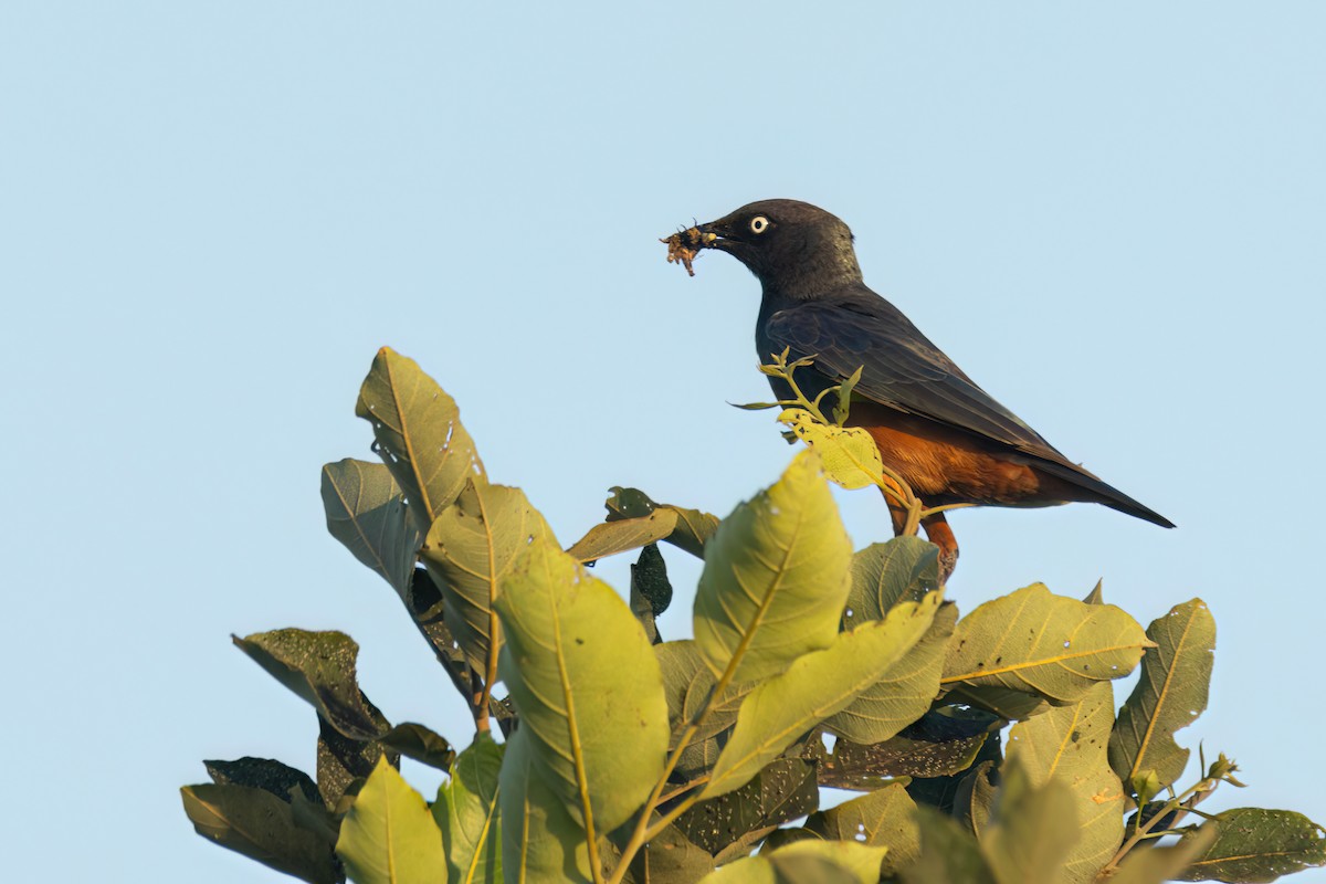 Choucador à ventre roux - ML646290271