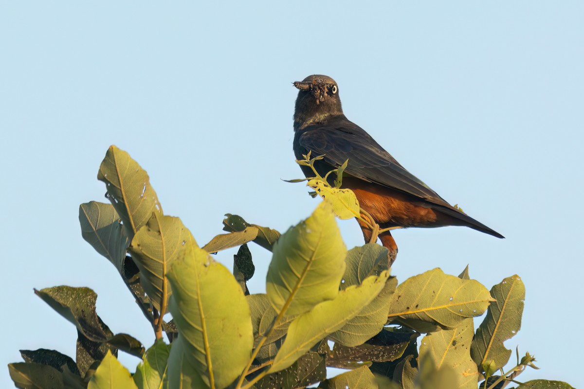 Choucador à ventre roux - ML646290272