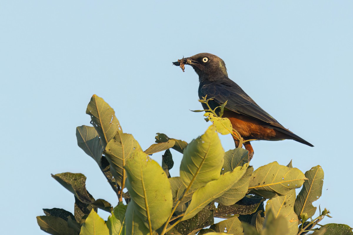 Choucador à ventre roux - ML646290273