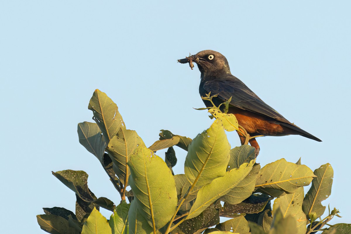 Choucador à ventre roux - ML646290274