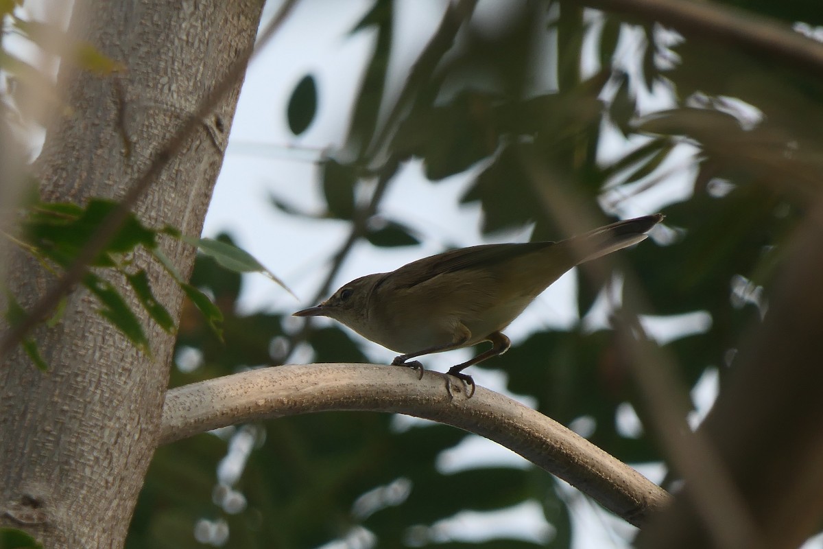 Blyth's Reed Warbler - ML646290279