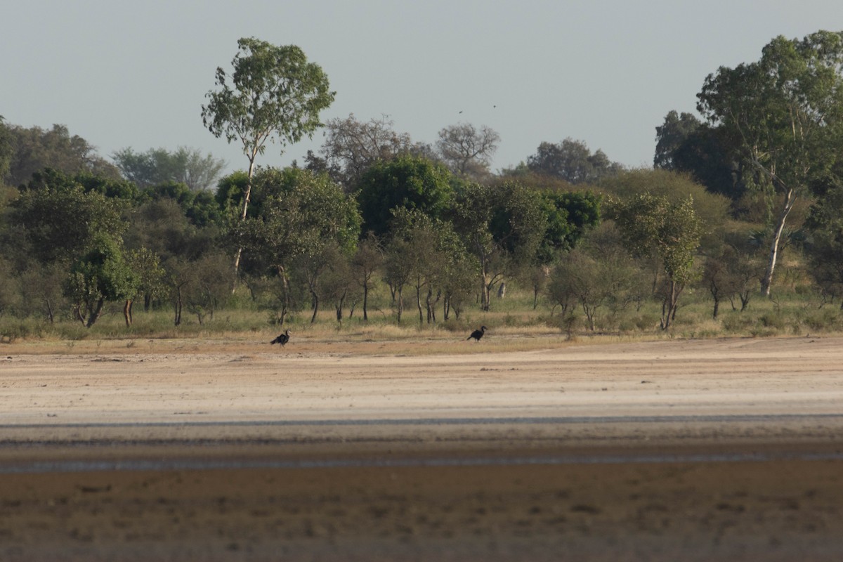 Abyssinian Ground-Hornbill - ML646290282