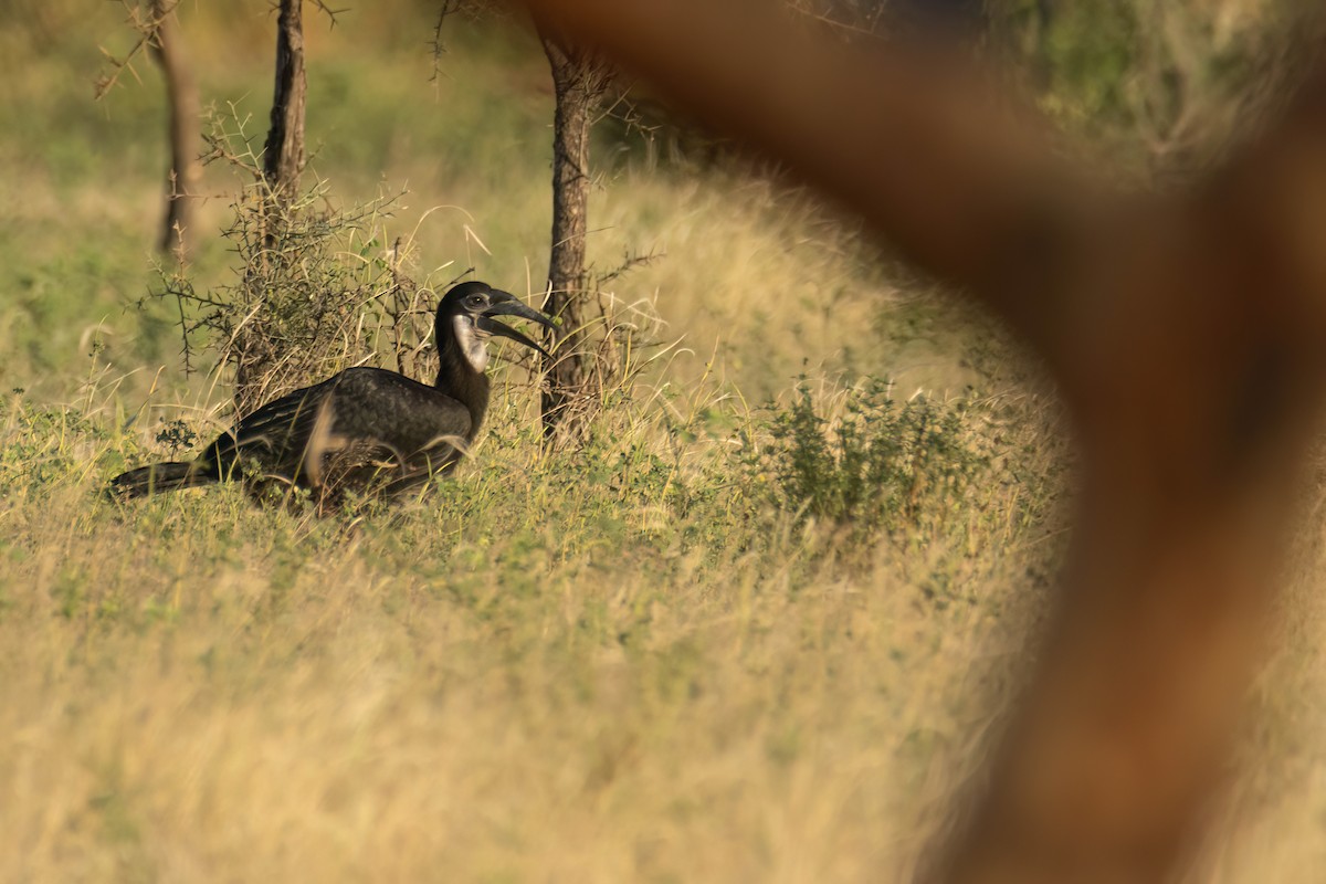 Abyssinian Ground-Hornbill - ML646290283