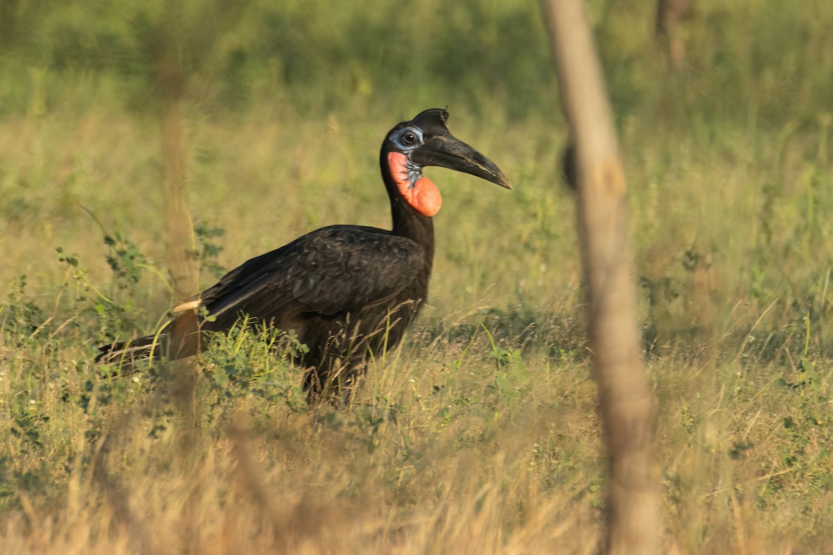 Abyssinian Ground-Hornbill - ML646290284