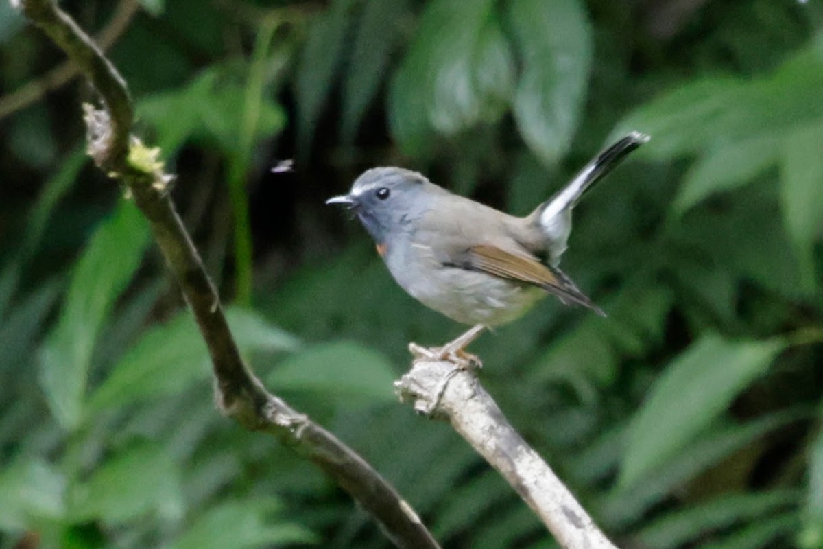 Rufous-gorgeted Flycatcher - ML646290285