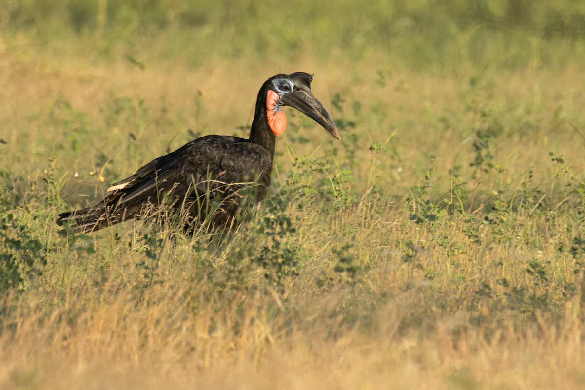 Abyssinian Ground-Hornbill - ML646290287