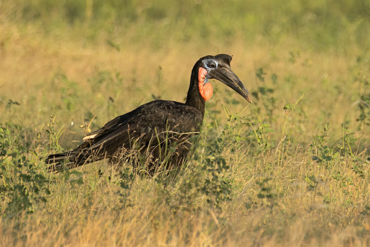 Abyssinian Ground-Hornbill - ML646290288