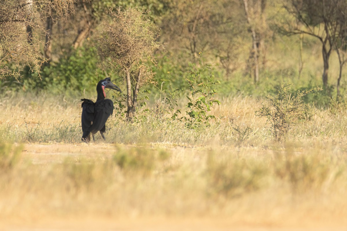 Abyssinian Ground-Hornbill - ML646290289