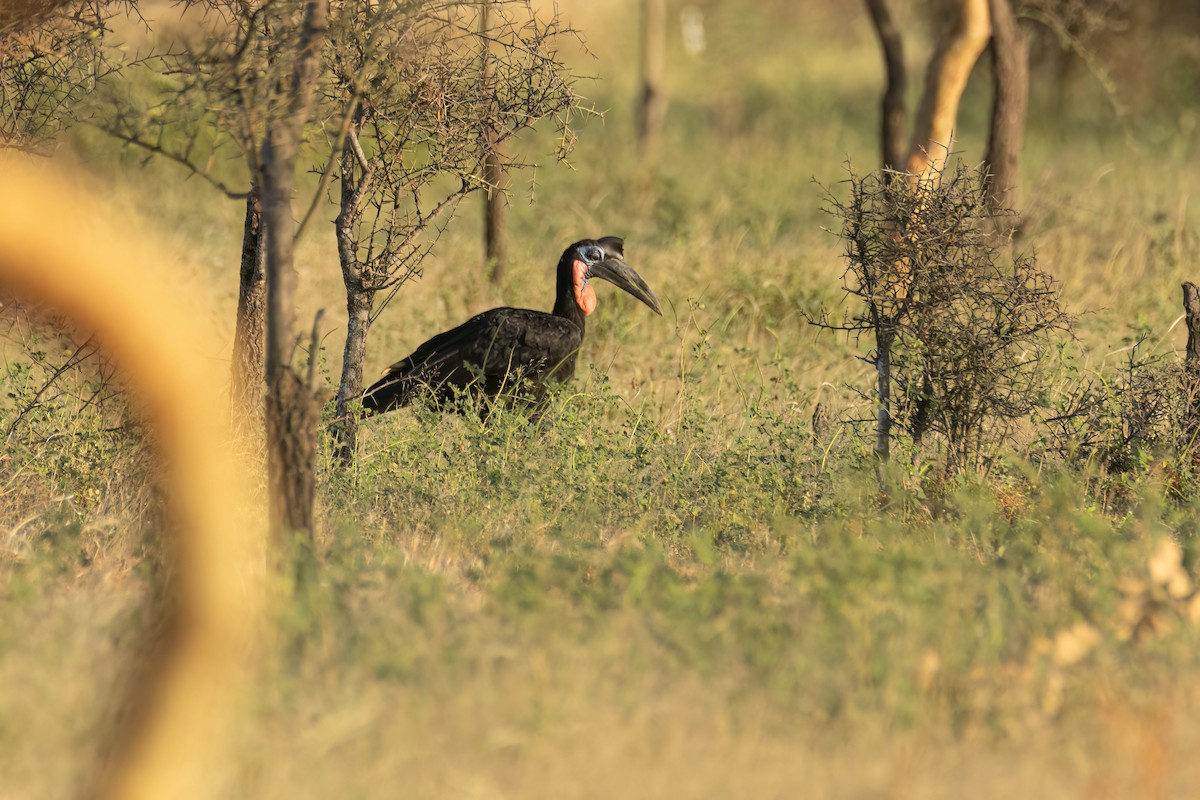 Abyssinian Ground-Hornbill - ML646290290