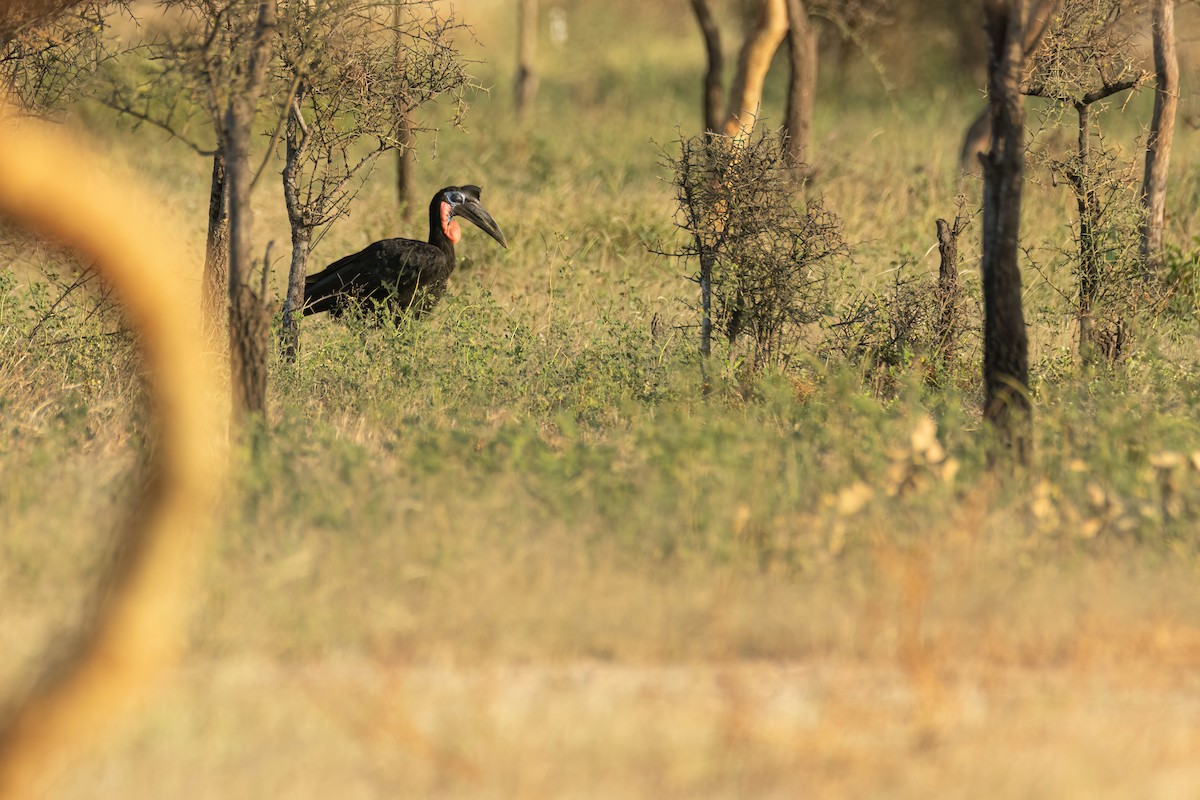 Abyssinian Ground-Hornbill - ML646290291