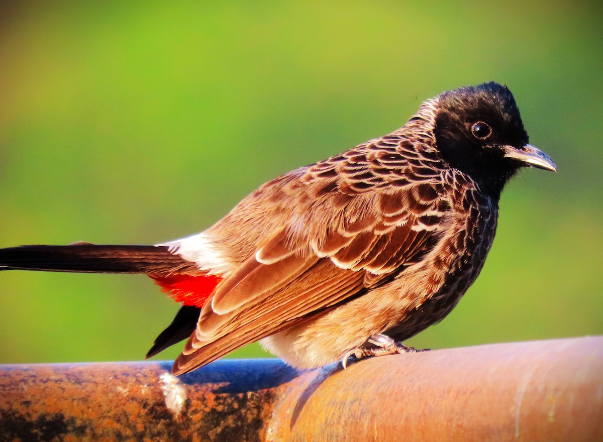 Red-vented Bulbul - ML646290292