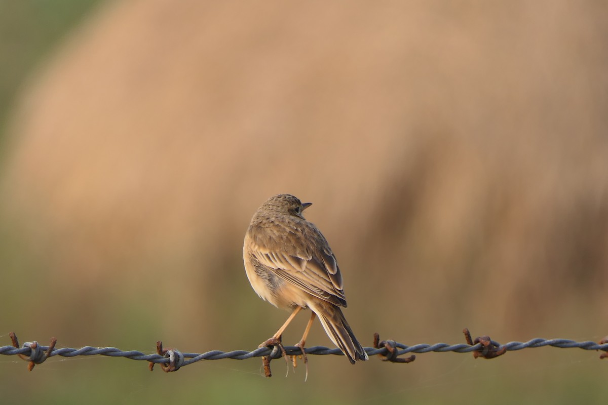 Paddyfield Pipit - ML646290296