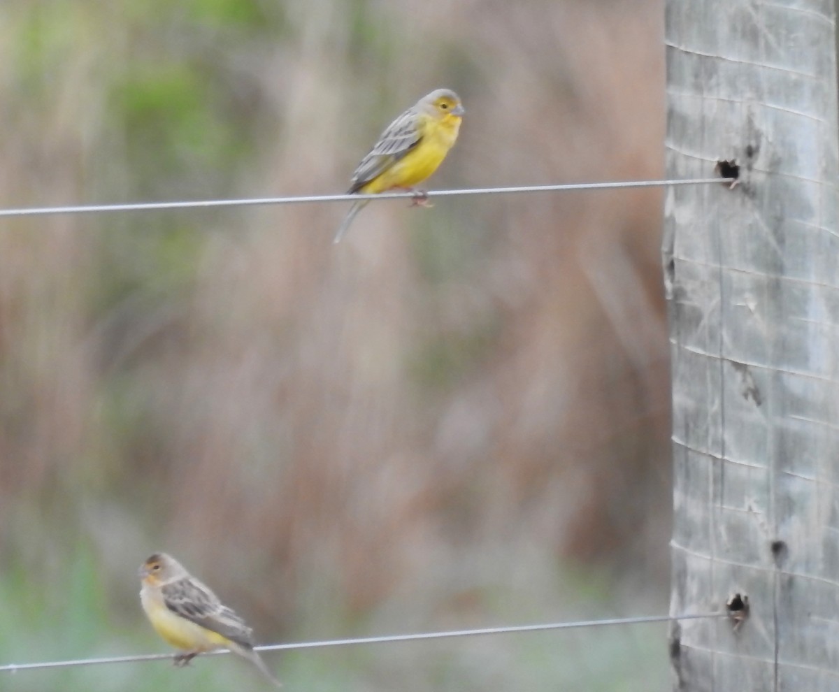 Kurzschnabel-Gilbtangare [luteola-Gruppe] - ML646290297