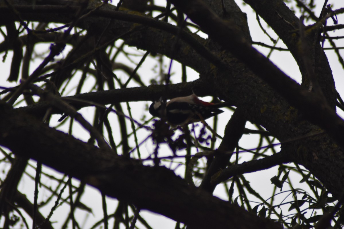 Great Spotted Woodpecker - ML646290302