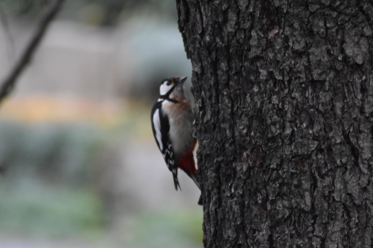 Great Spotted Woodpecker - ML646290306
