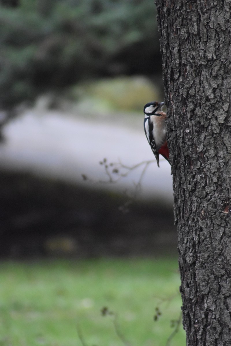 Great Spotted Woodpecker - ML646290308
