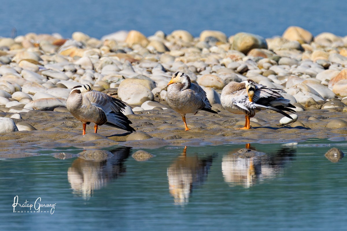 Гуска гірська - ML646290309