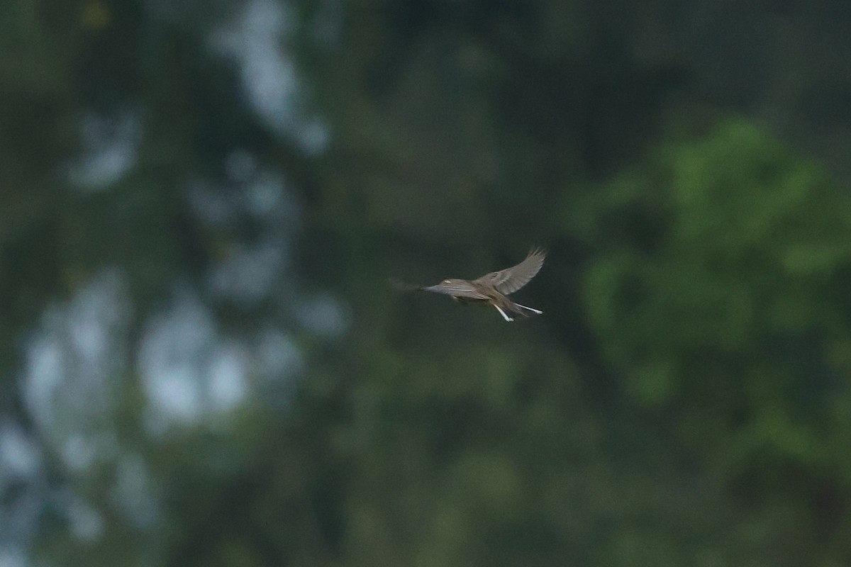 赤喉鷚 - ML646290310