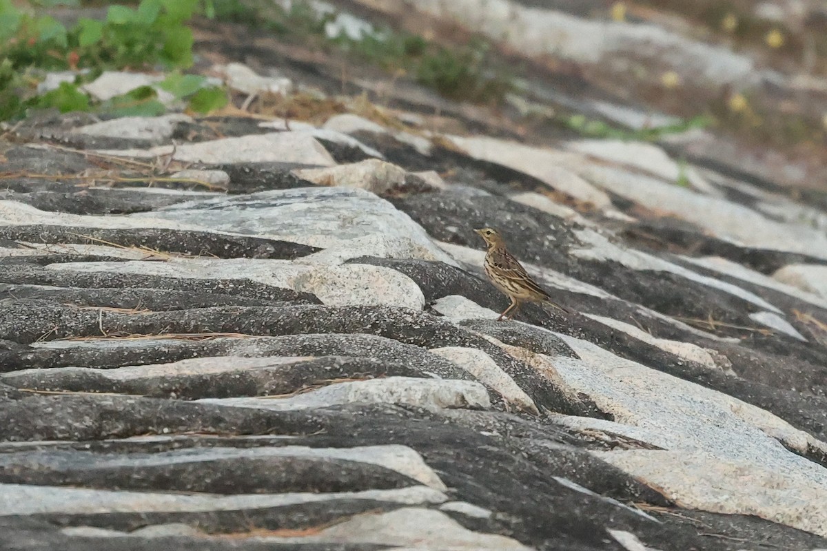 赤喉鷚 - ML646290311