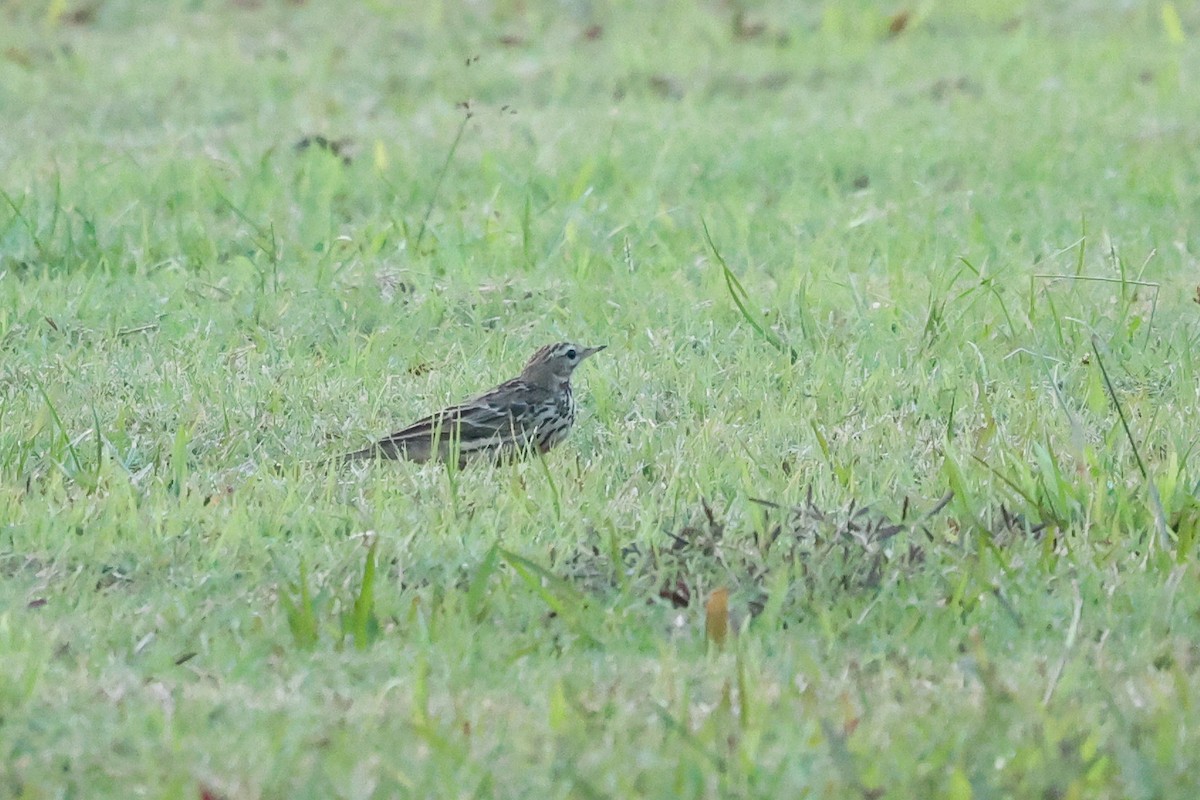 赤喉鷚 - ML646290312