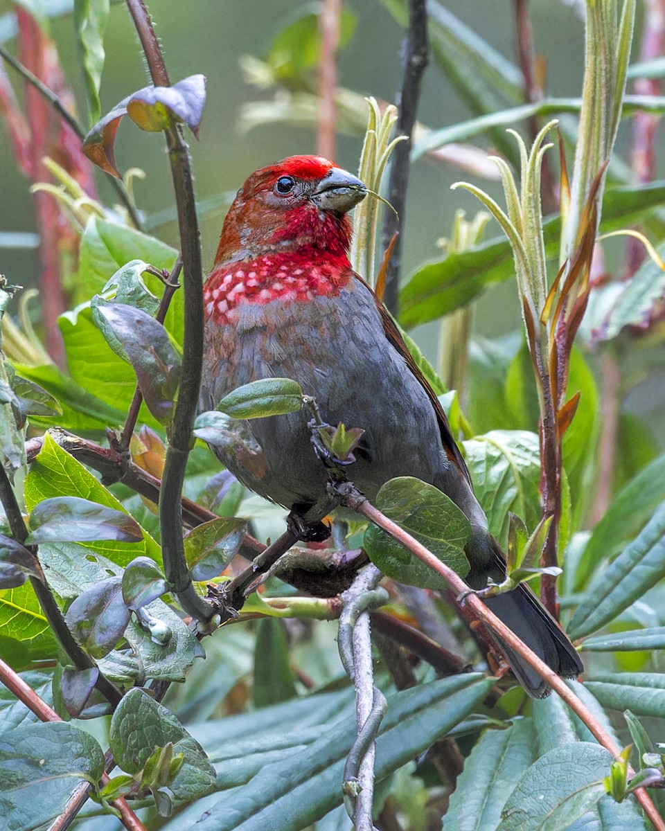 Kumar Çütresi - ML646290314