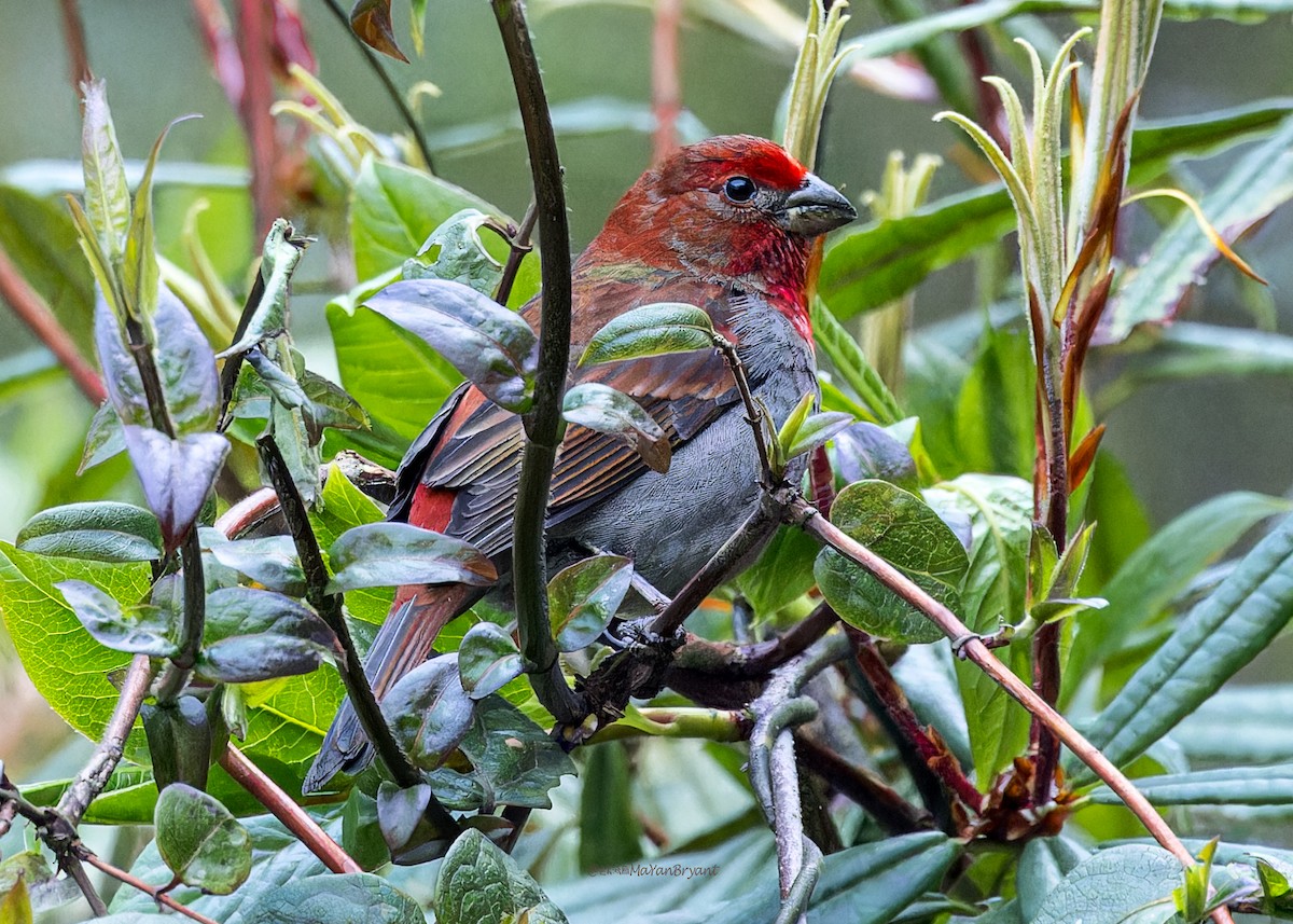 Kumar Çütresi - ML646290315