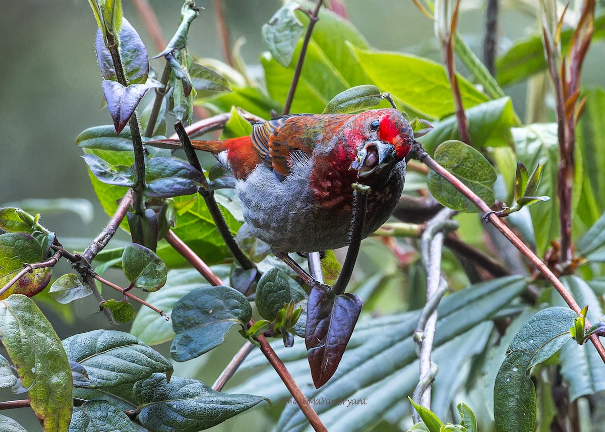 Kumar Çütresi - ML646290316