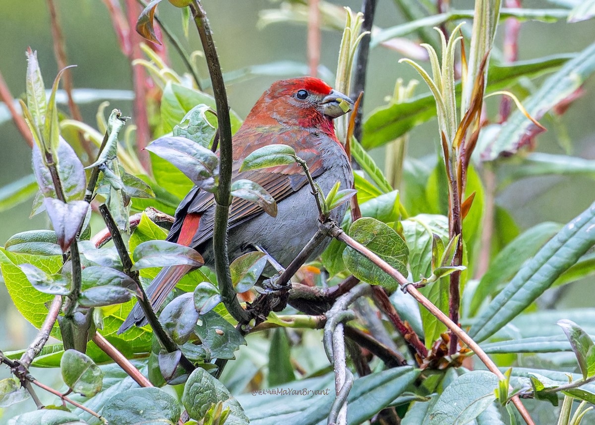 Kumar Çütresi - ML646290317