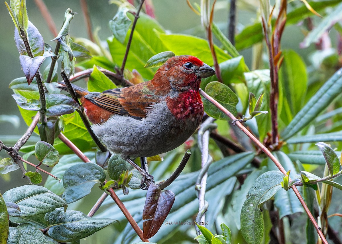 Kumar Çütresi - ML646290318