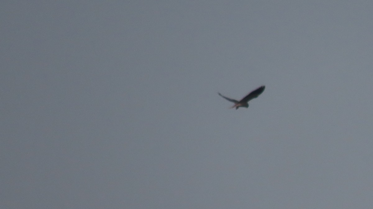 Aguilucho Papialbo - ML646290330