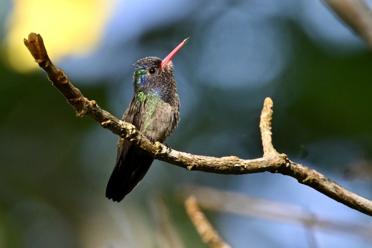 White-chinned Sapphire - ML646290331