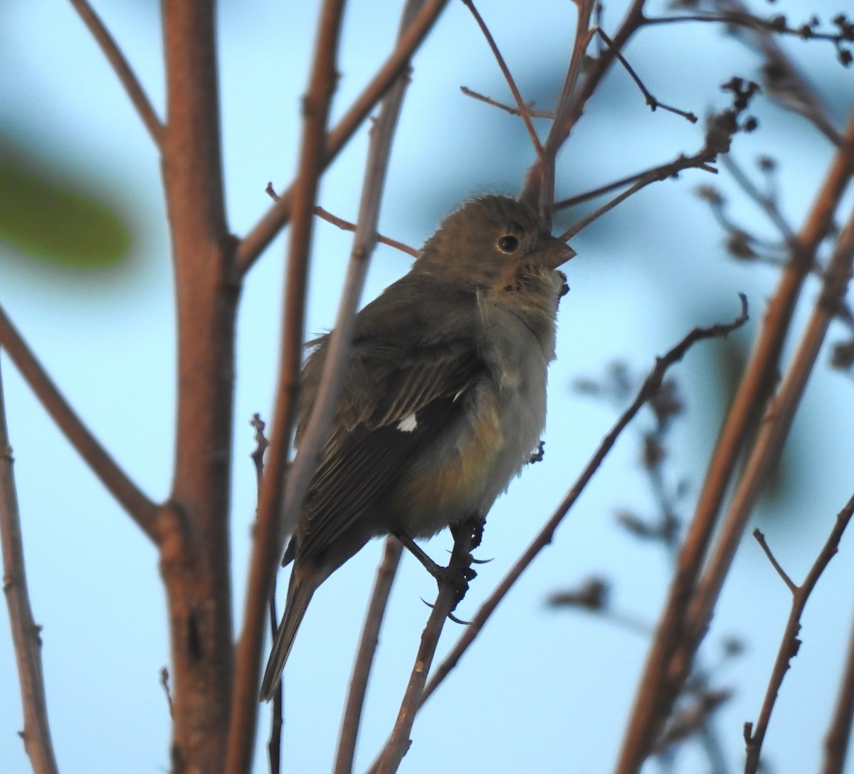 Pearly-bellied Seedeater - ML646290332