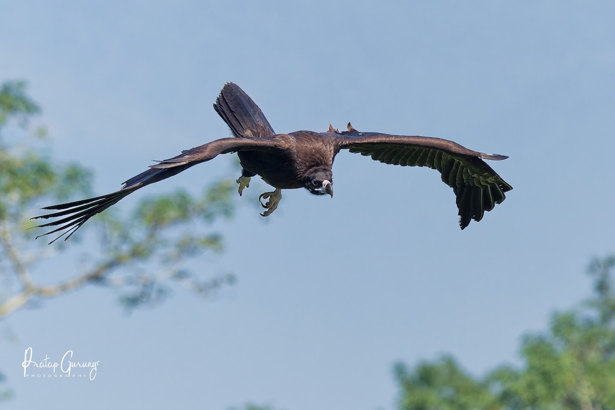 sup hnědý - ML646290336