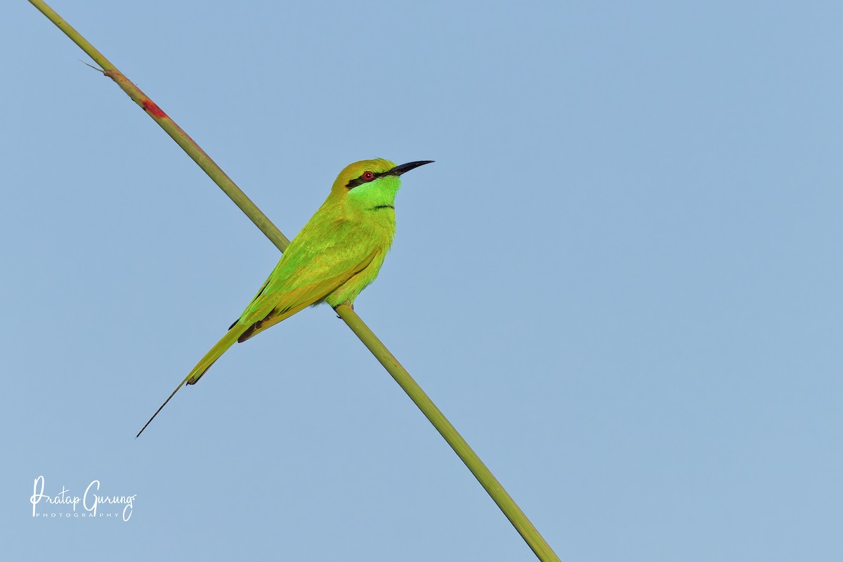 Asian Green Bee-eater - ML646290338