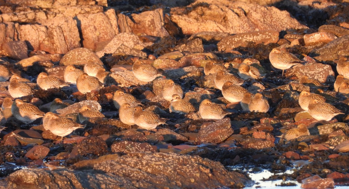 Сивка звичайна - ML646290341