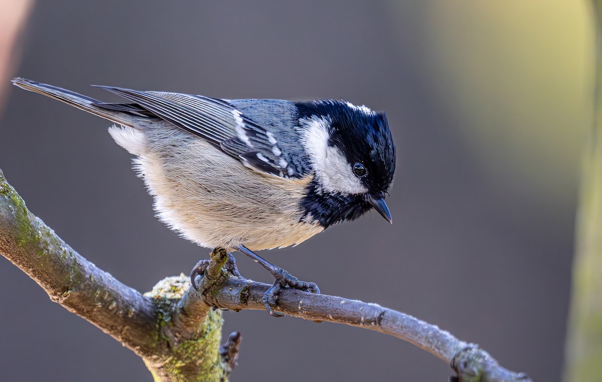 Coal Tit - ML646290342
