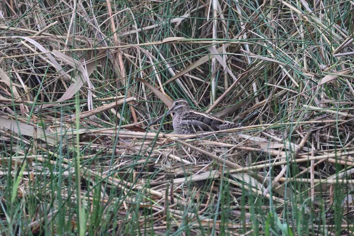 חרטומית ביצות - ML646290345