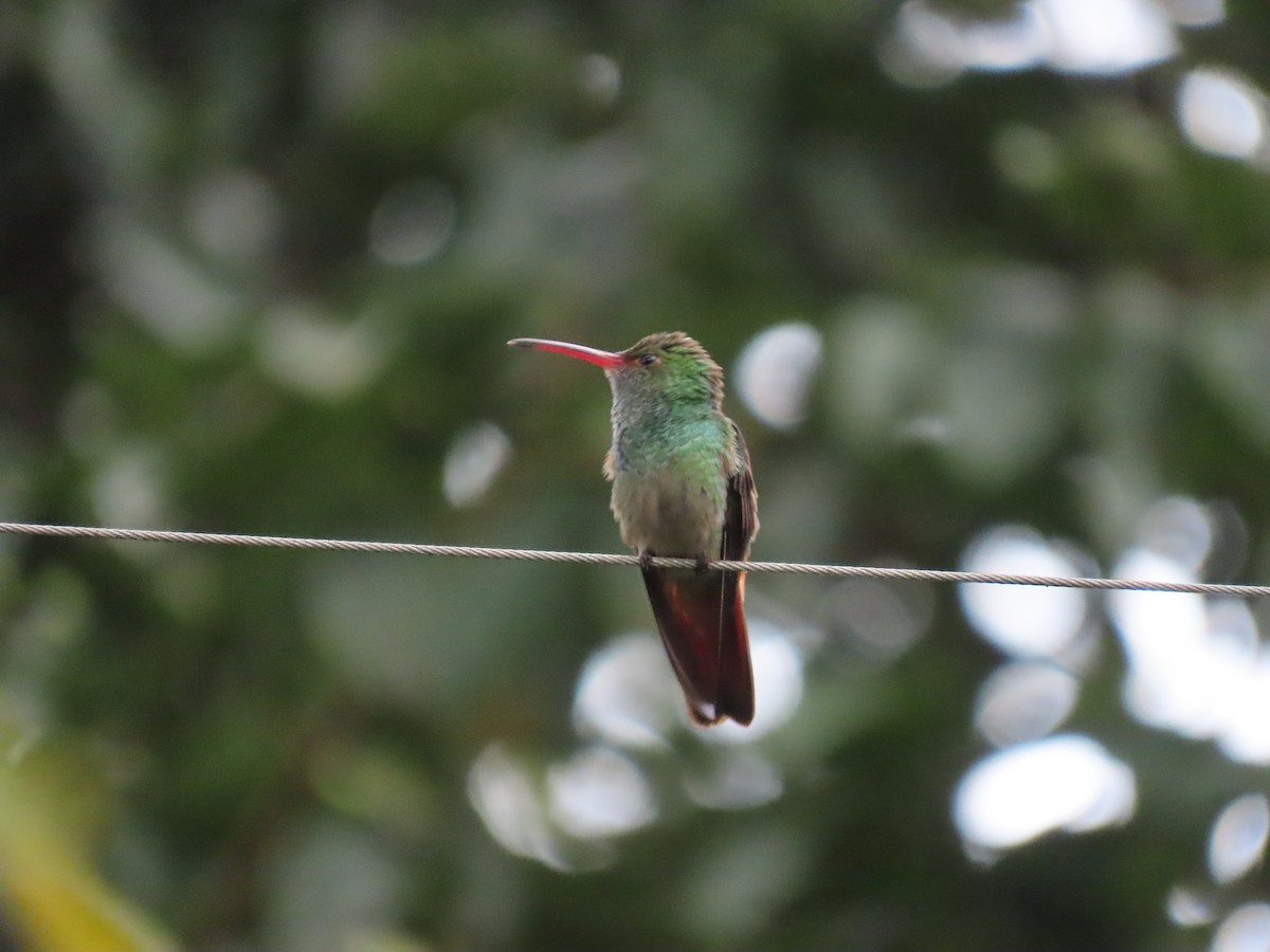 Rufous-tailed Hummingbird - ML646290347