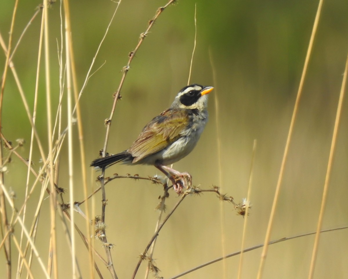 Black-masked Finch - ML646290348