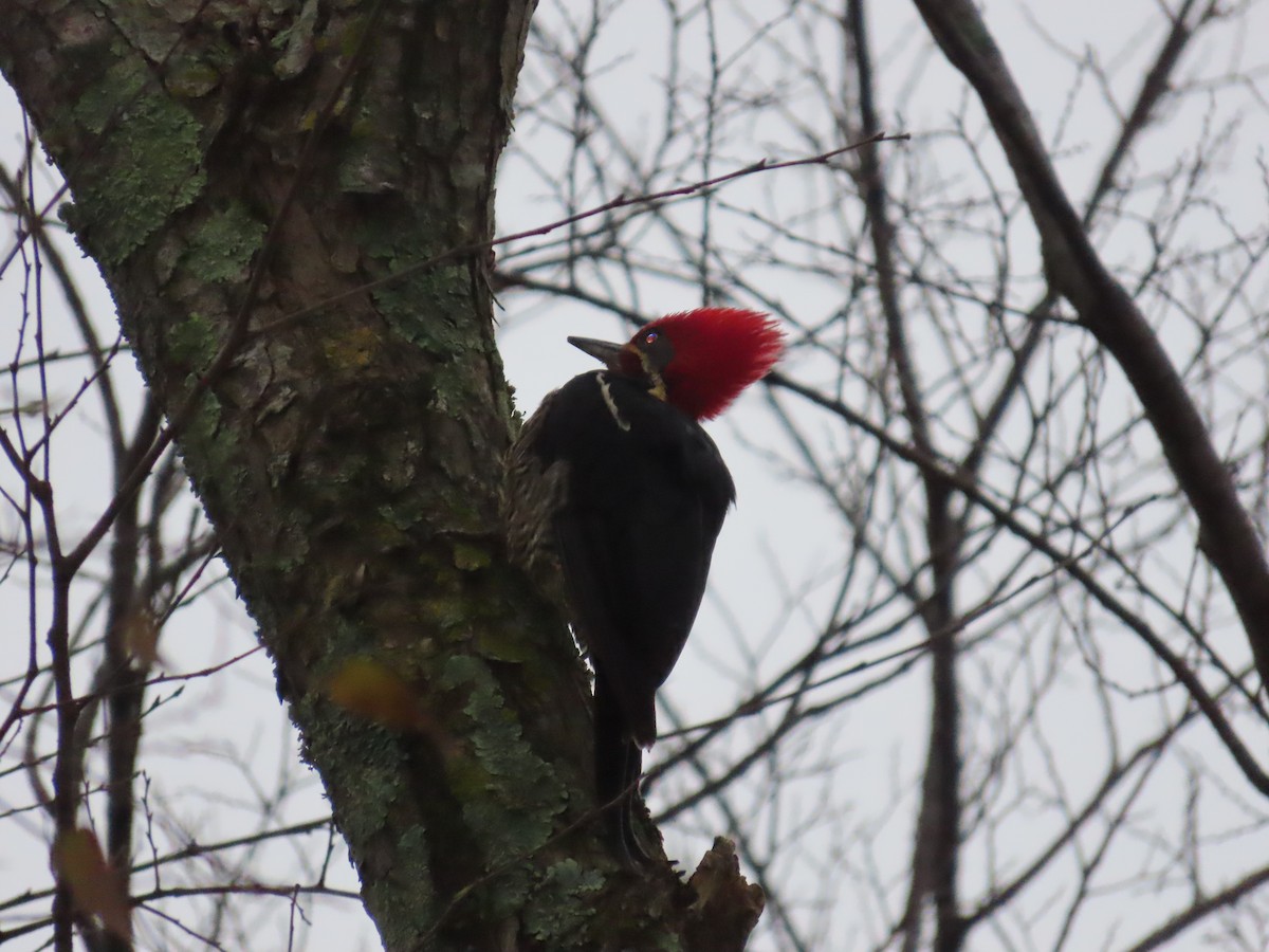 Lineated Woodpecker - ML646290352