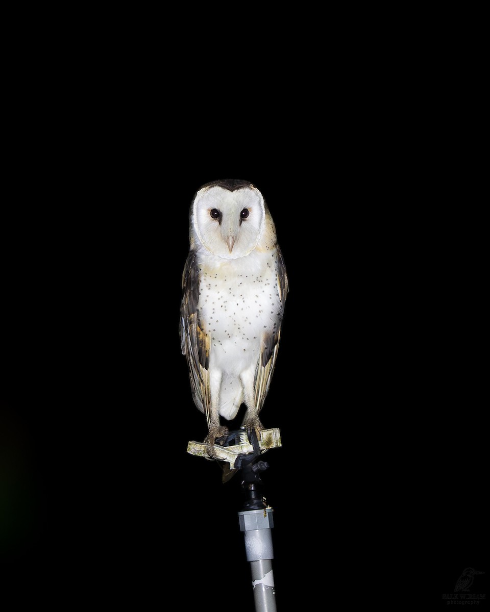 Australasian Grass-Owl - ML646290357