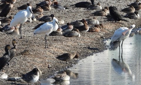 ヘラサギ - ML646290360