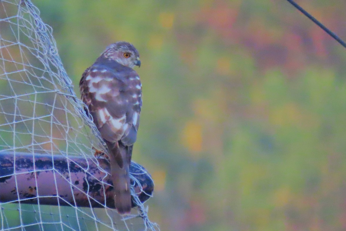 Shikra - ML646290366