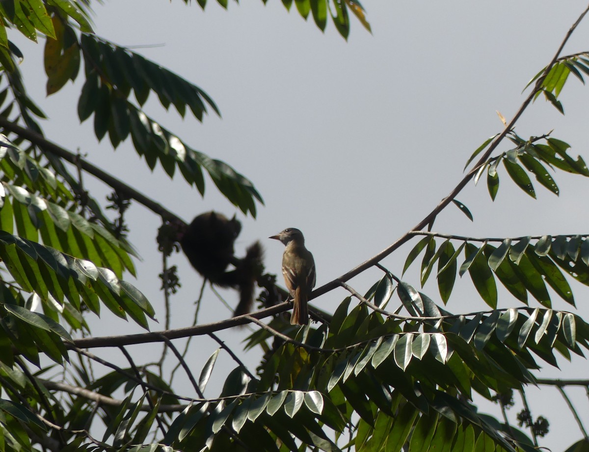 Great Crested Flycatcher - ML646290367