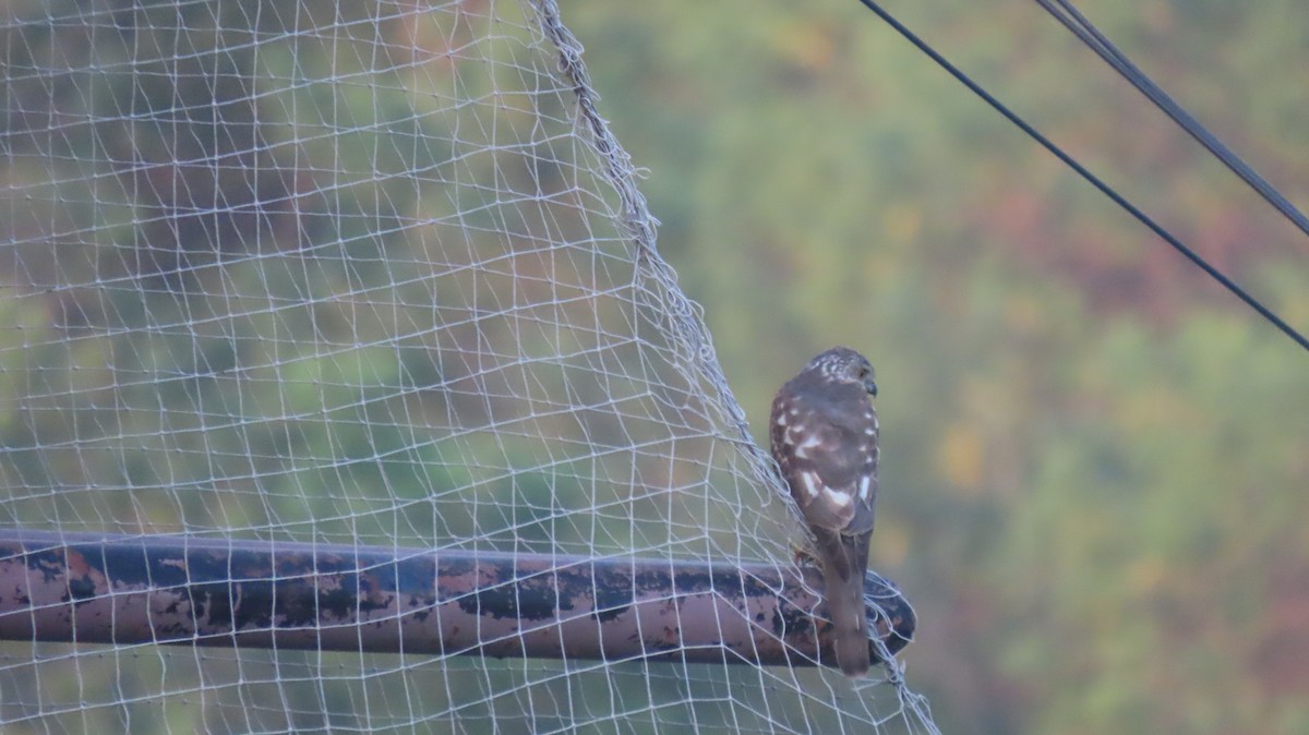 Shikra - ML646290368