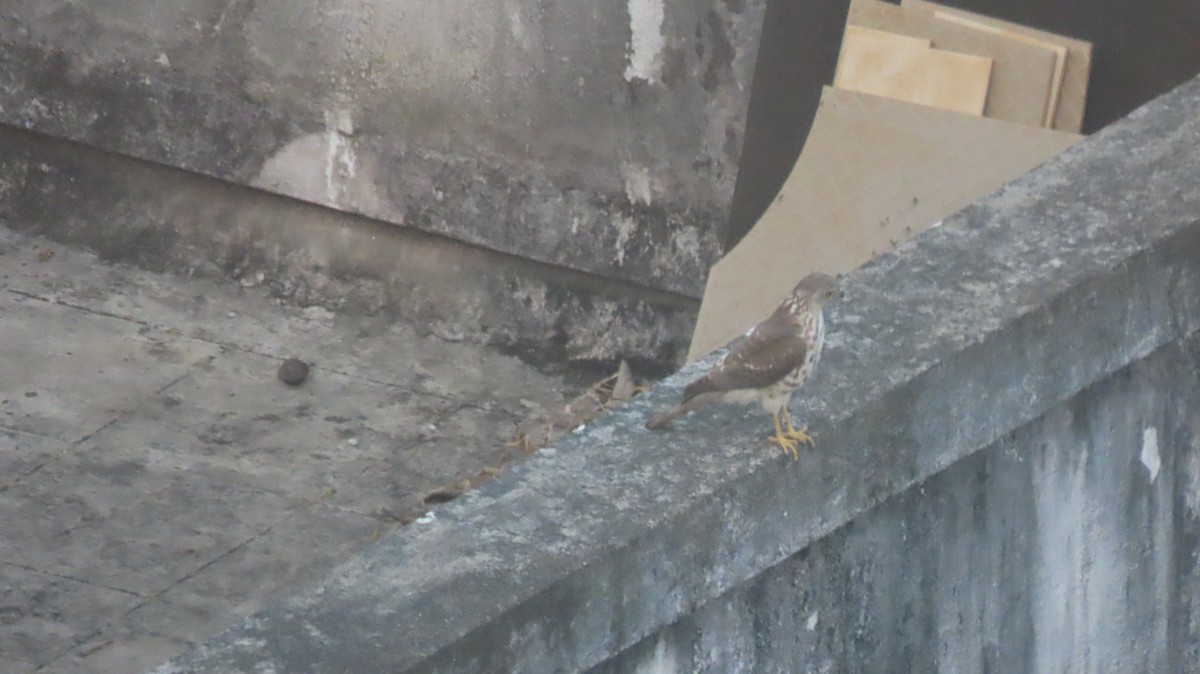 Shikra - ML646290370