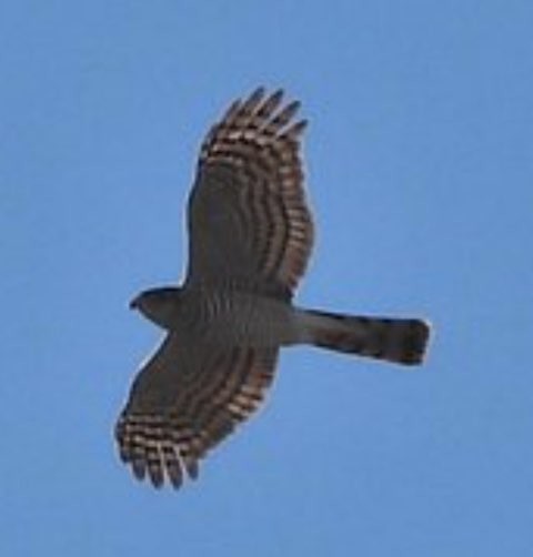 ハイタカ - ML646290373