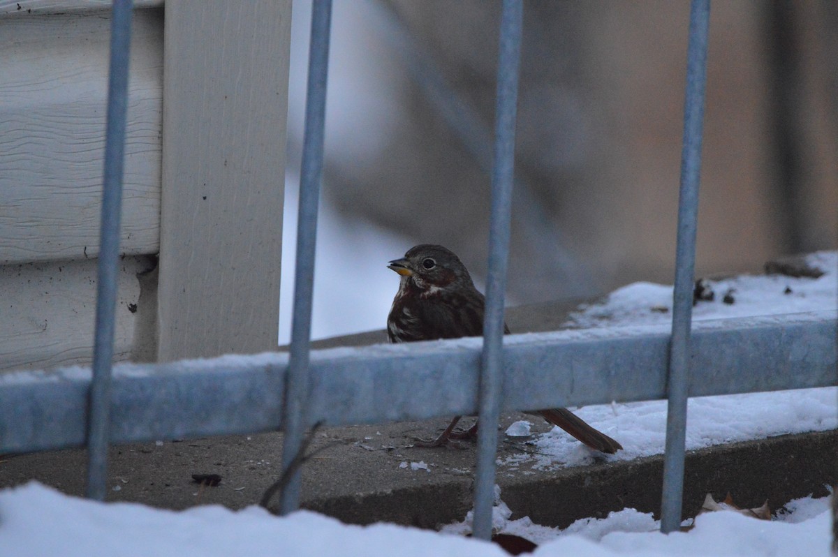 Fox Sparrow - ML646290374