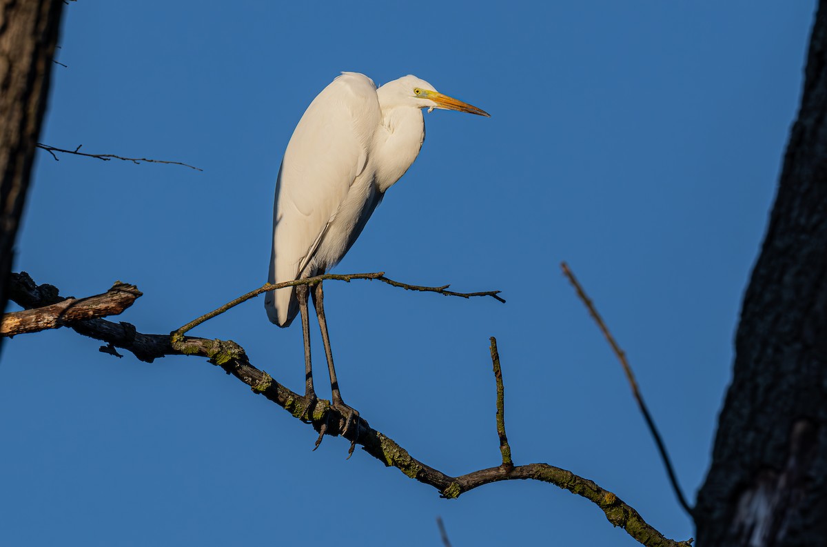 Great Egret - ML646290375